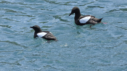 Black guillemot swimming the Irish Sea