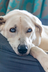 white dog with blue eyes