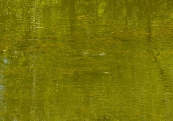 Obraz premium Grüner Sumpf mit Fröschen