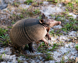 Armadillo Stock Photos.  Image. Portrait. Picture. Armadillo animal close-up profile view in the field enjoying its surrounding and environment while exposing its body, head, eyes, ears, tail.