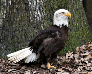 Bald Eagle Bird Stock Photos. Image. Portrait. Picture. Tree trunk moss background and leaves foreground.