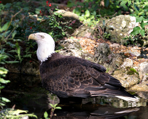 Bald Eagle photo. Image. Portrait. Picture. Foliage and rock background. Beautiful bird.