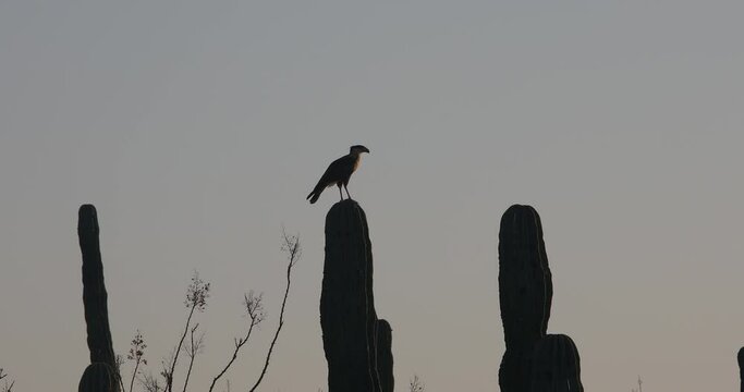 crested caracara at sunset, mexico.