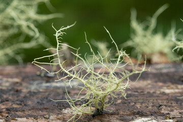 lichen on a wooden handrail