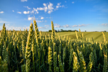 Naklejka premium Ears of ripening wheat on blue sky background. View from bottom. Selective focus.
