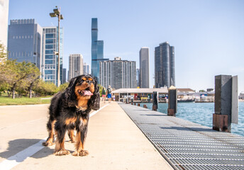 Adorable dog out for a walk on Chicago's beautiful lakefront trail, which runs for miles along Lake...