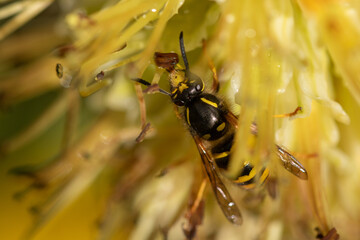 wasp on a yellow flower