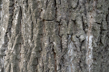Texture of tree bark. Background of tree trunk. Concept of nature background for your text.