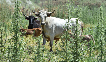 unos toros en el campo