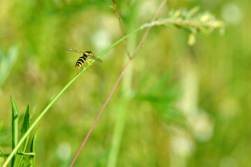 beautiful bright insect fly Hoverfly Syrphidae on a background of green grass