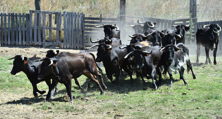 spanish cows on the cattle farm