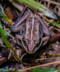 Frog in the woods
