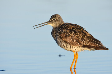 A Greater Yellowlegs in a marsh on the Alaskan coastline.