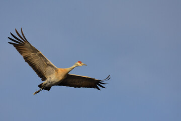 Obraz premium A Sandhill Crane flies over a marsh during the Alaskan summer.
