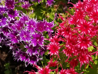 Dwa kolory kwiatów ogrodowych