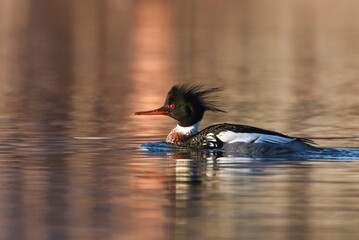 A male Red-breasted Merganser swims through a pond in Alaska.