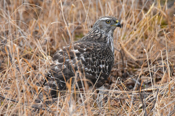 An immature Northern Goshawk feeds on a squirrel near a field in Alaska. 