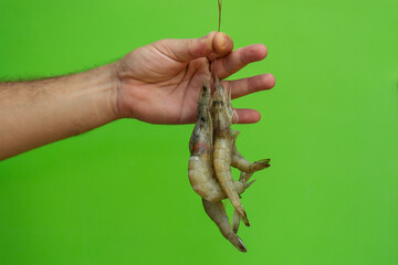 hand holding fresh raw shrimp