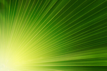 Obraz premium Closeup of Nature view of green leaves that have been eaten by a worm on blurred greenery background in forest. Leave space for letters, Focus on leaf and shallow depth of field.