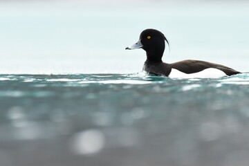 Fototapeta premium A drake Tufted Duck swims along an ice filled lake during the Alaska springtime.