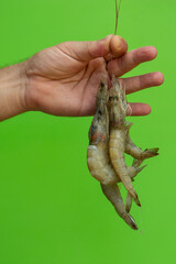hand holding fresh raw shrimp