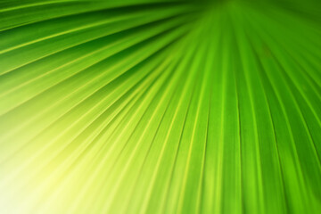 Closeup of Nature view of green leaves that have been eaten by a worm on blurred greenery background in forest. Leave space for letters, Focus on leaf and shallow depth of field.