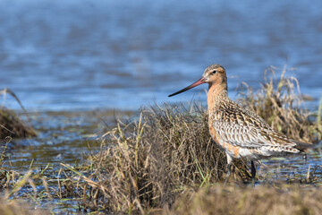 A male Bar-tailed Godwit feeds in a marsh in Alaska during its spring migration from the southern hemisphere.