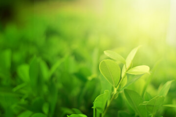 Closeup of Nature view of green leaves on blurred greenery background in forest. Focus on leaf and shallow depth of field.