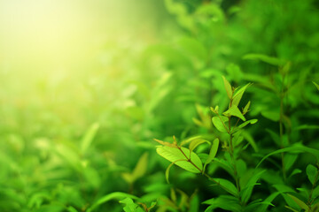 Closeup of Nature view of green leaves that have been eaten by a worm on blurred greenery background in forest. Leave space for letters, Focus on leaf and shallow depth of field.