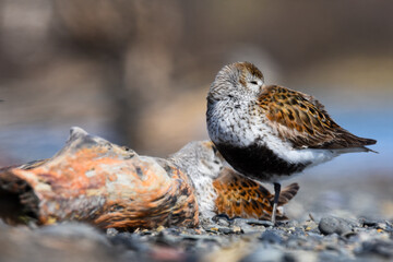 A Dunlin rests along the Alaskan coastline during spring migration.