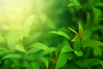 Closeup of Nature view of green leaves that have been eaten by a worm on blurred greenery background in forest. Leave space for letters, Focus on leaf and shallow depth of field.