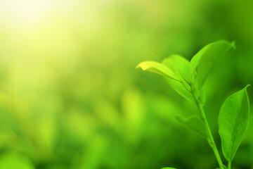 Closeup of Nature view of green leaves on blurred greenery background in forest. Focus on leaf and shallow depth of field.