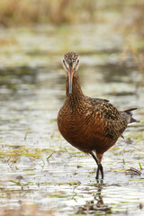 A Hudsonian Godwit caught during migration between Alaska and South America.