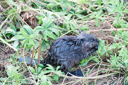 Beaver animal Stock Photos.   Baby Beaver close-up profile view in foliage. Beaver tail. Rear webbed feet. Image. Picture. Portrait.