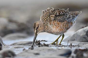 A Short-billed Dowitcher feeds along the Alaskan coastline during spring migration
