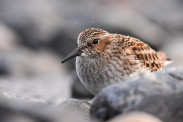 A Least Sandpiper rests on the Alaskan shoreline during spring migration. 