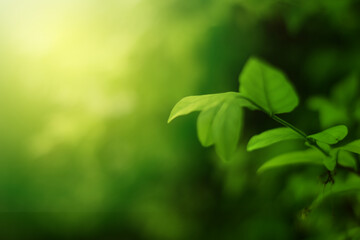 Obraz premium Closeup of Nature view of green leaves that have been eaten by a worm on blurred greenery background in forest. Leave space for letters, Focus on leaf and shallow depth of field.