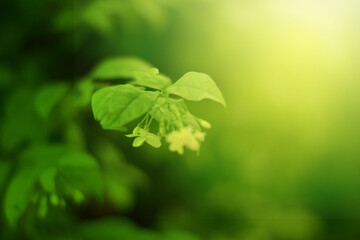 Closeup of Nature view of green leaves that have been eaten by a worm on blurred greenery background in forest. Leave space for letters, Focus on leaf and shallow depth of field.