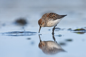 A Western Sandpiper feeds on the mudflats in Kachemak Bay during the their annual spring migration.