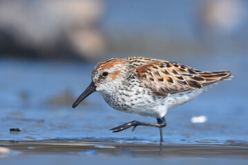 A Western Sandpiper feeds on the mudflats in Kachemak Bay during the their annual spring migration.