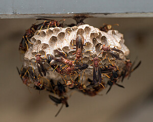 Bees and Hive Stock Photos. Bees Hive.  A background of bees on the hive. Bee colony building on...