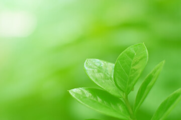 Closeup of Nature view of green leaves on blurred greenery background in forest. Focus on leaf and shallow depth of field.