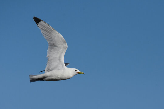 A Black-legged Kittiwake feeds for fish off the Alaskan coastline.