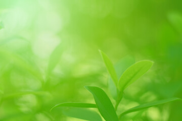 Closeup of Nature view of green leaves on blurred greenery background in forest. Focus on leaf and shallow depth of field.