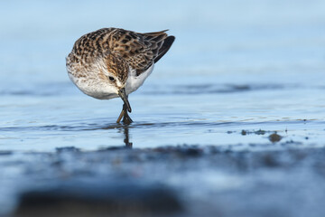 A Semipalmated Plover feeds on a mudflat during spring migration in coastal Alaska. 