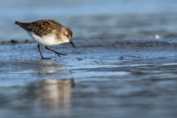 A Semipalmated Plover feeds on a mudflat during spring migration in coastal Alaska. 