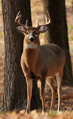 Naklejka na ściany i meble Buck Whitetailed deer with antlers.