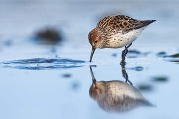 A Western Sandpiper feeds on the mudflats in Kachemak Bay during the their annual spring migration.