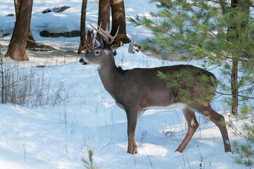 Buck Whitetailed deer with antlers.