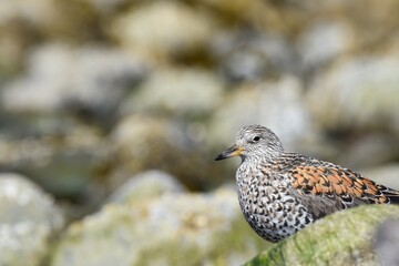 A Surfbird feeds on a rocky shoreline during spring migration in Alaska.